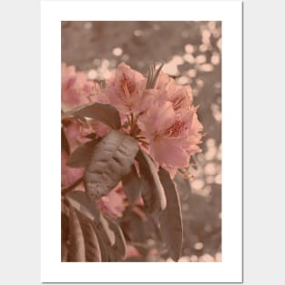 Cherry Blossom Aesthetic Photograph Design Posters and Art